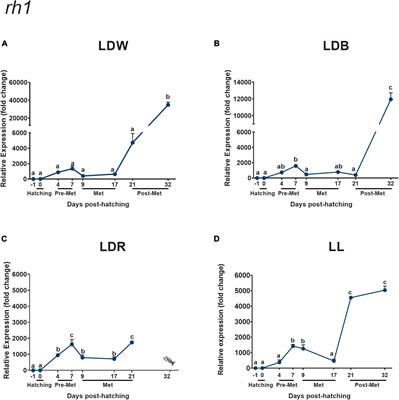 From Embryo to Adult Life: Differential Expression of Visual Opsins in the Flatfish Solea senegalensis Under Different Light Spectra and Photoperiods